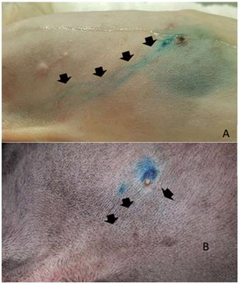 Comparison of surgical resection of Axillary Lymph Nodes in Dogs with Mammary Gland Tumors with or without sentinel lymph node visualization with patent blue dye